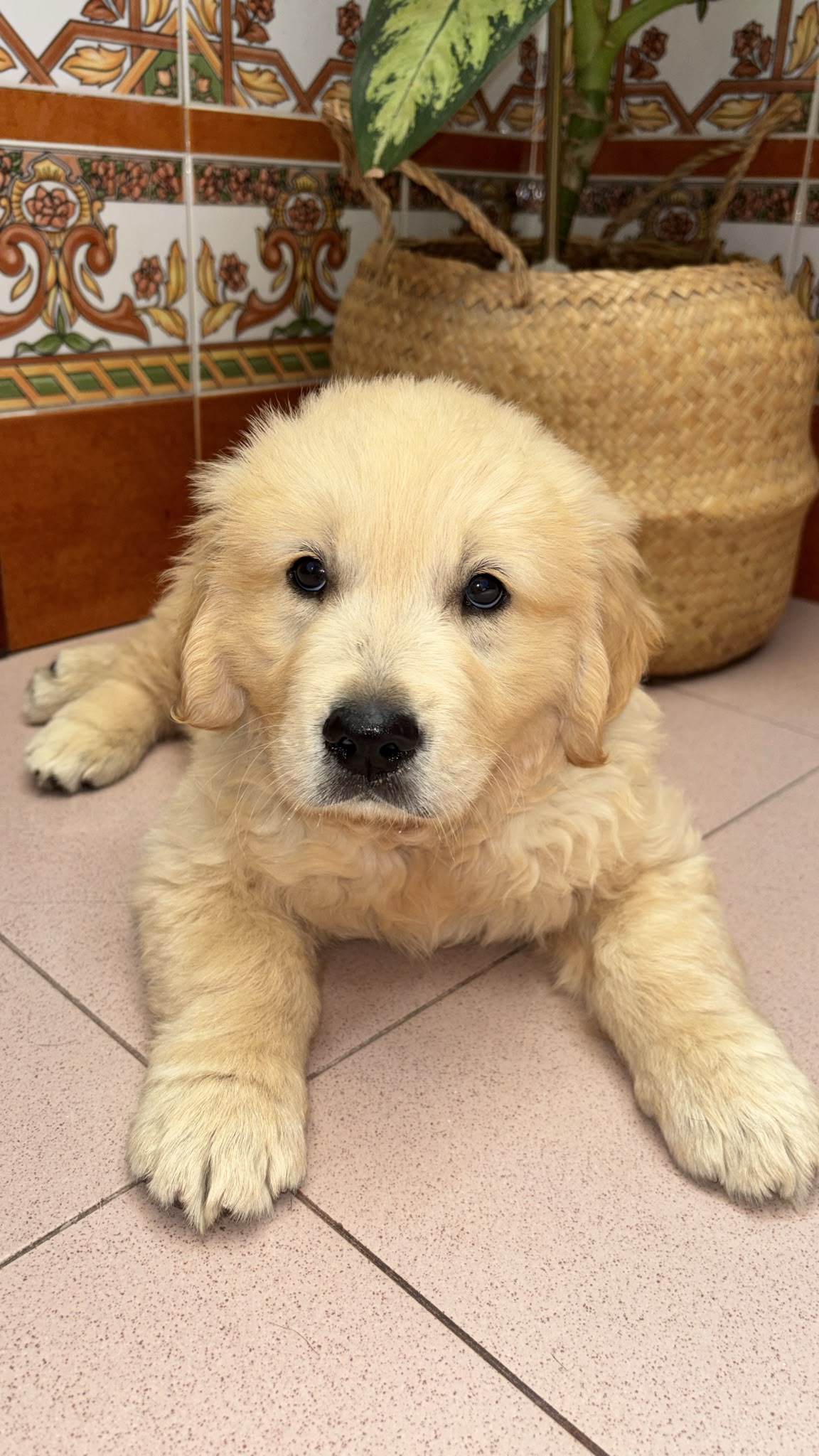 Preciosos Cachorros Golden Retriever Super Amorosos y Juguetones 2