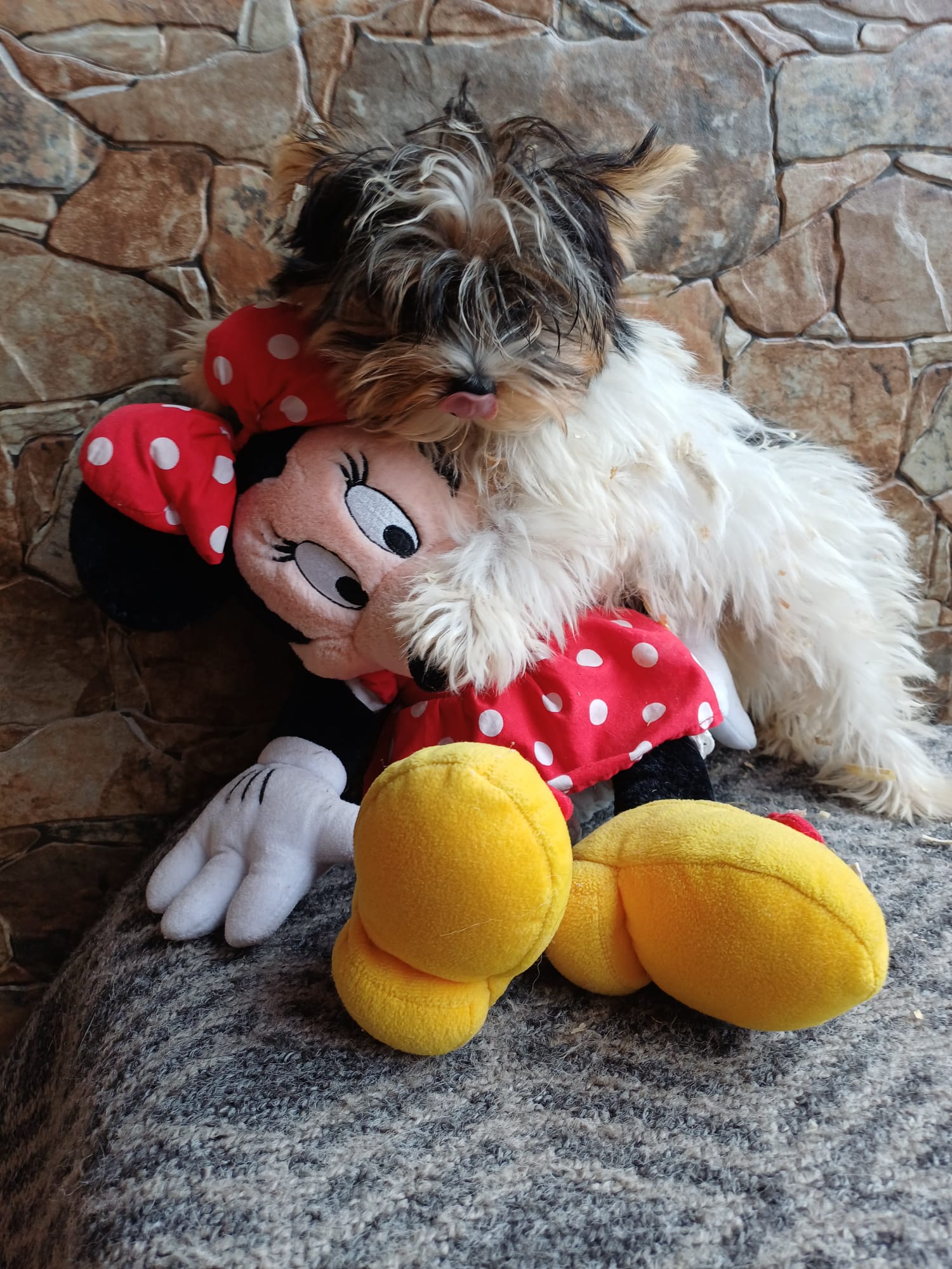 Camada Biewer Terrier Pura Raza