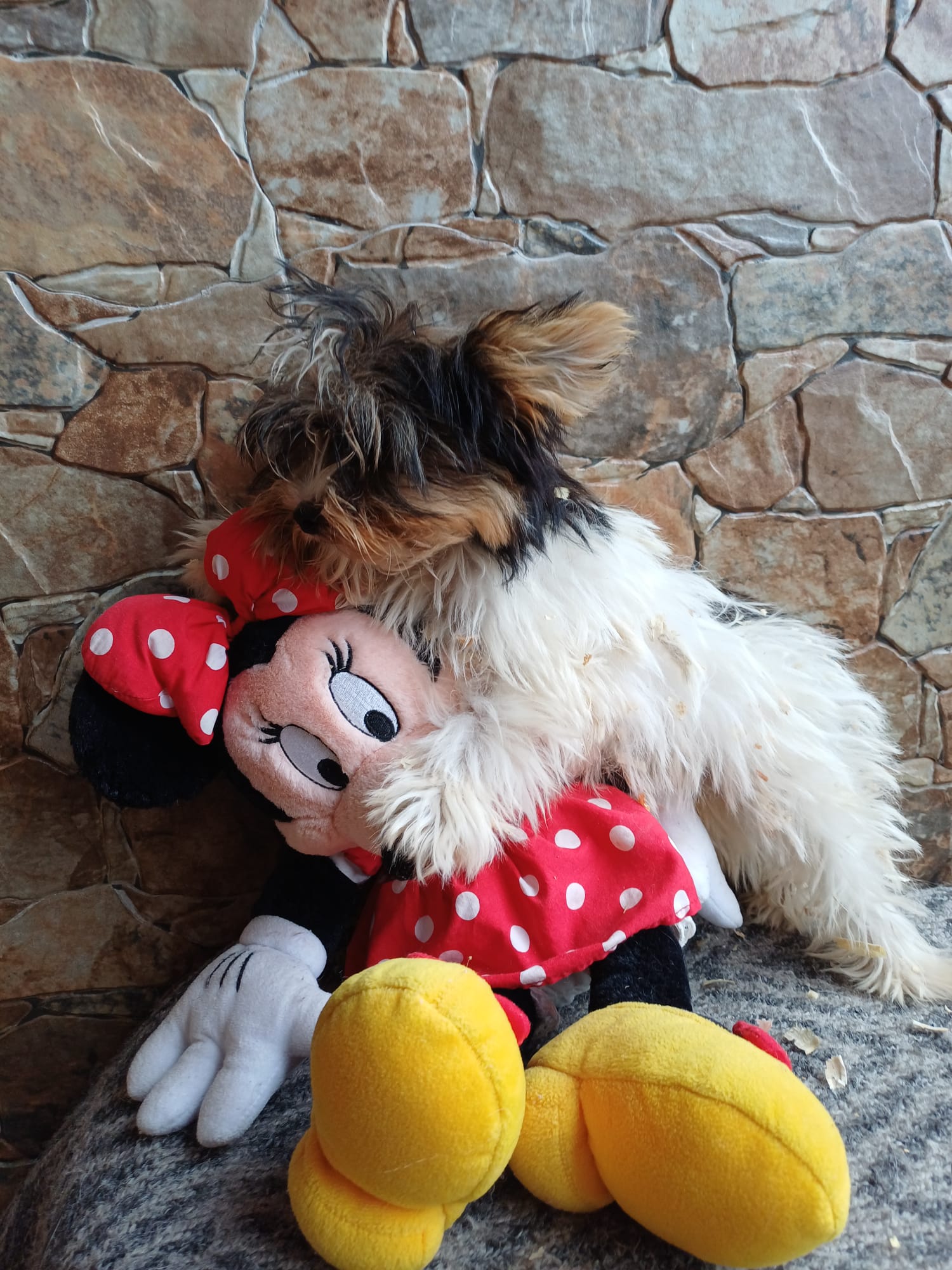 Camada Biewer Terrier Pura Raza 2