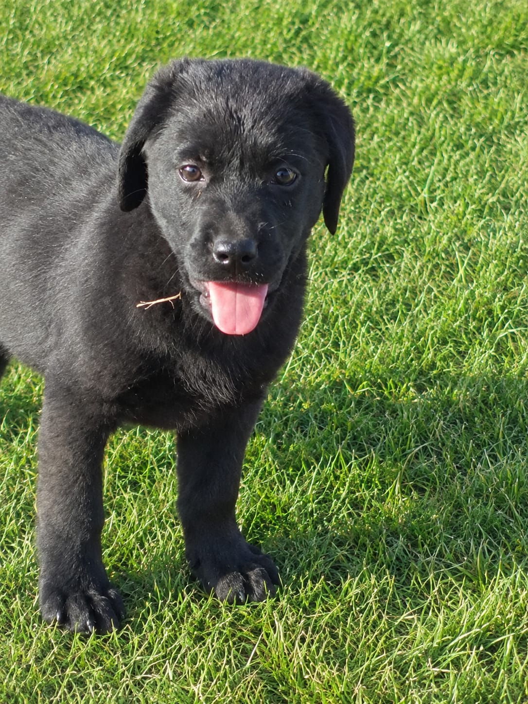 Preciosa Cachorra Labrador Retriever