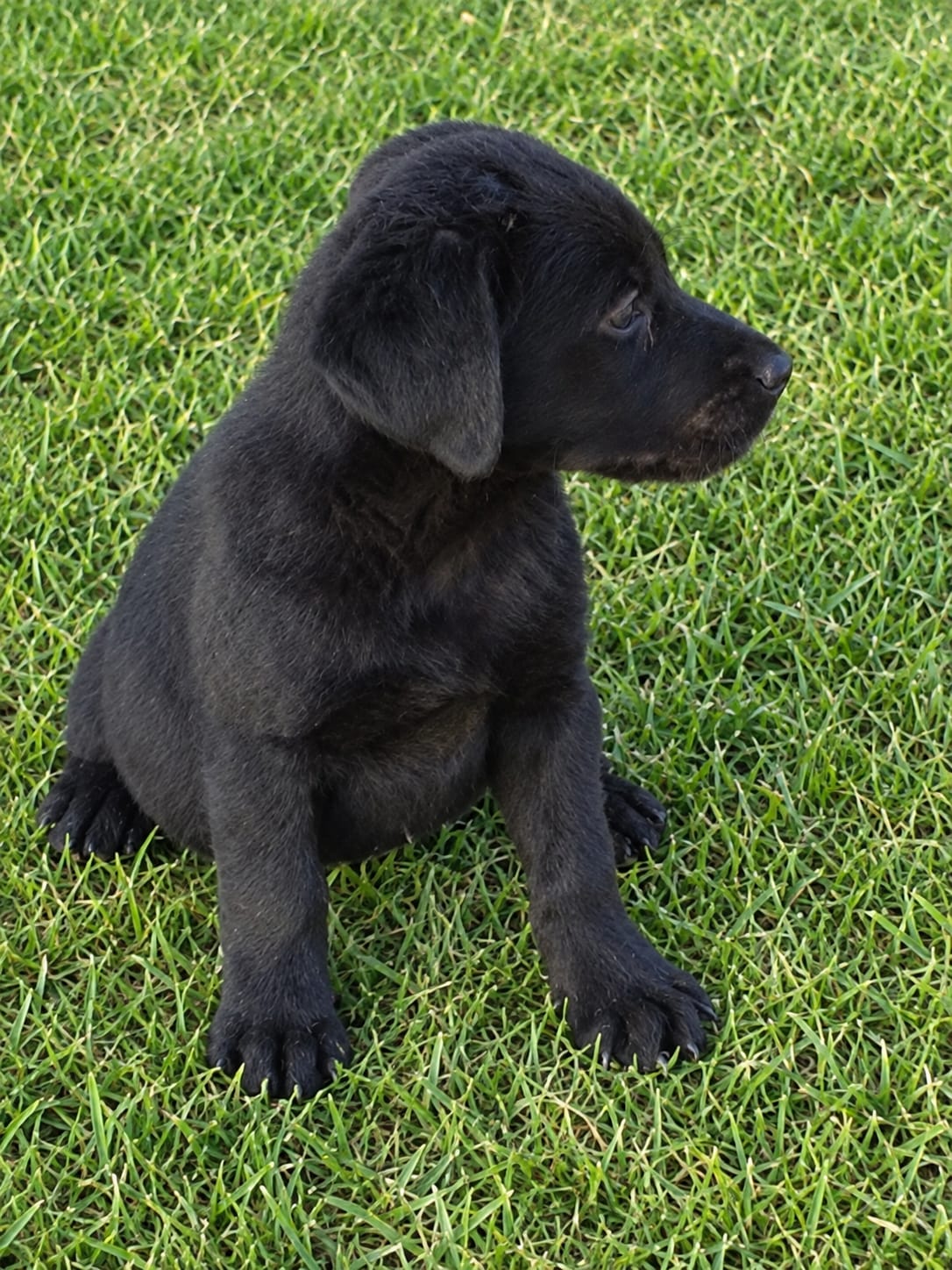 Preciosa Cachorra Labrador Retriever 2