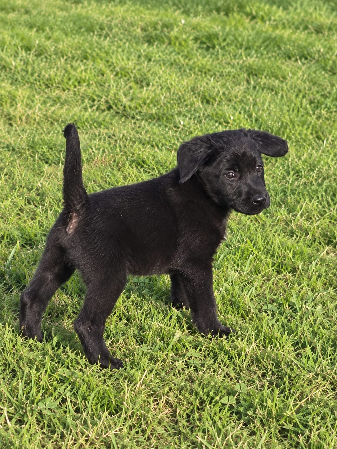 Preciosa Cachorra Labrador Retriever 3