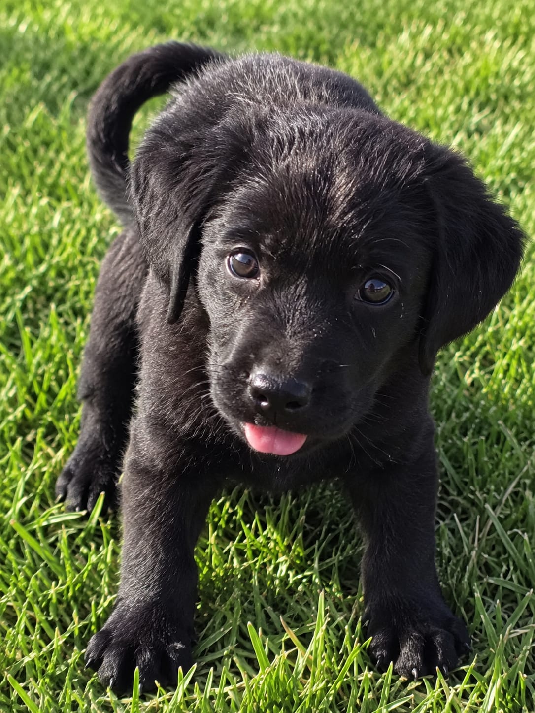 Preciosa Cachorra Labrador Retriever 5