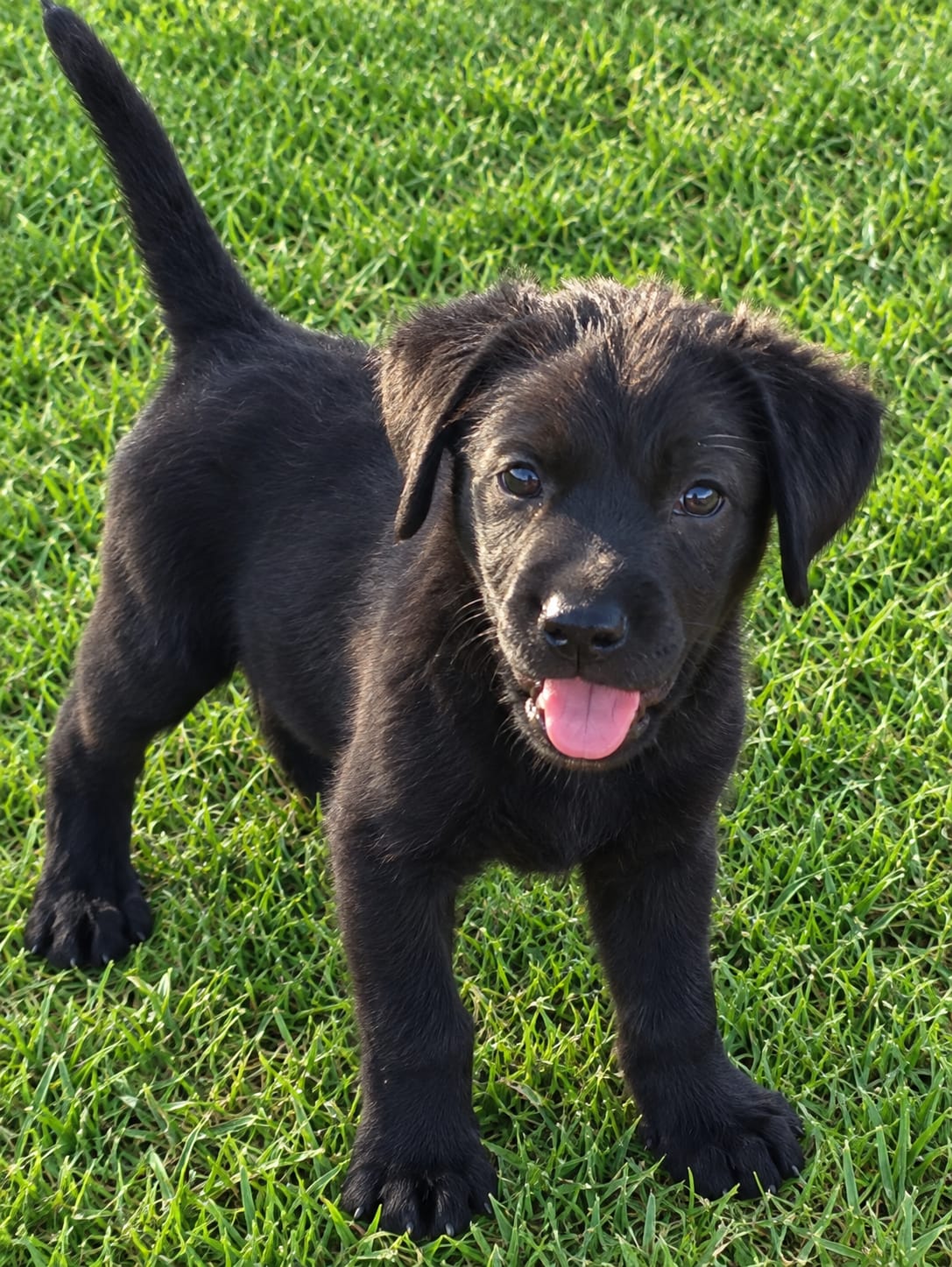 Preciosa Cachorra Labrador Retriever 6
