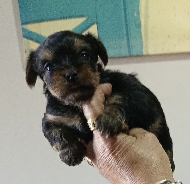 Preciosos Cachorros Yorkshire Terrier