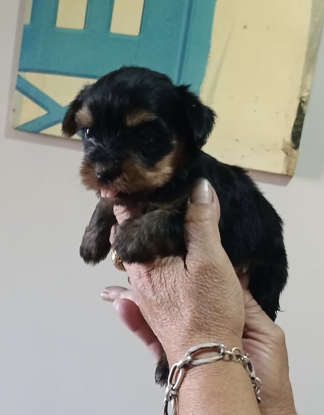 Preciosos Cachorros Yorkshire Terrier 2