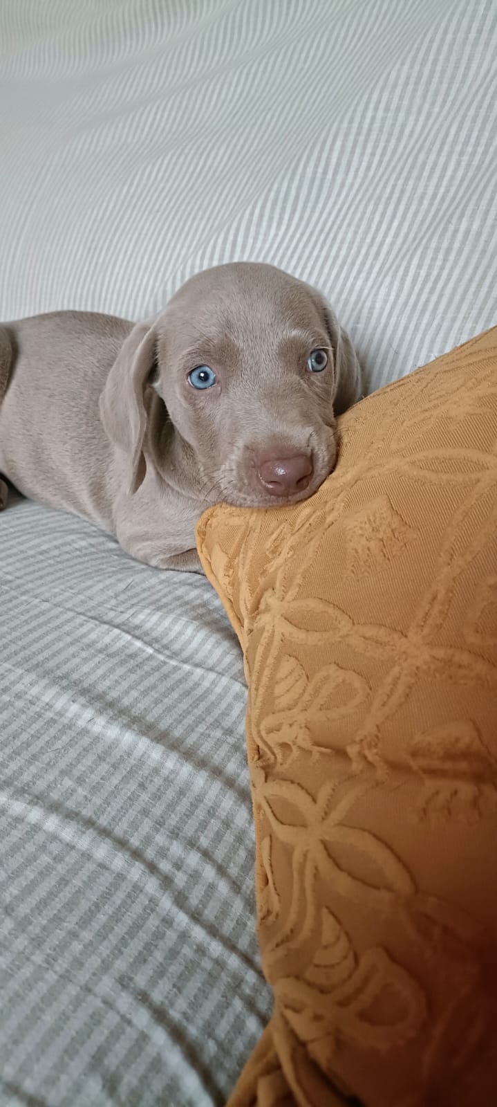 Preciosa Hembra Braco de Weimar Pura Raza 2