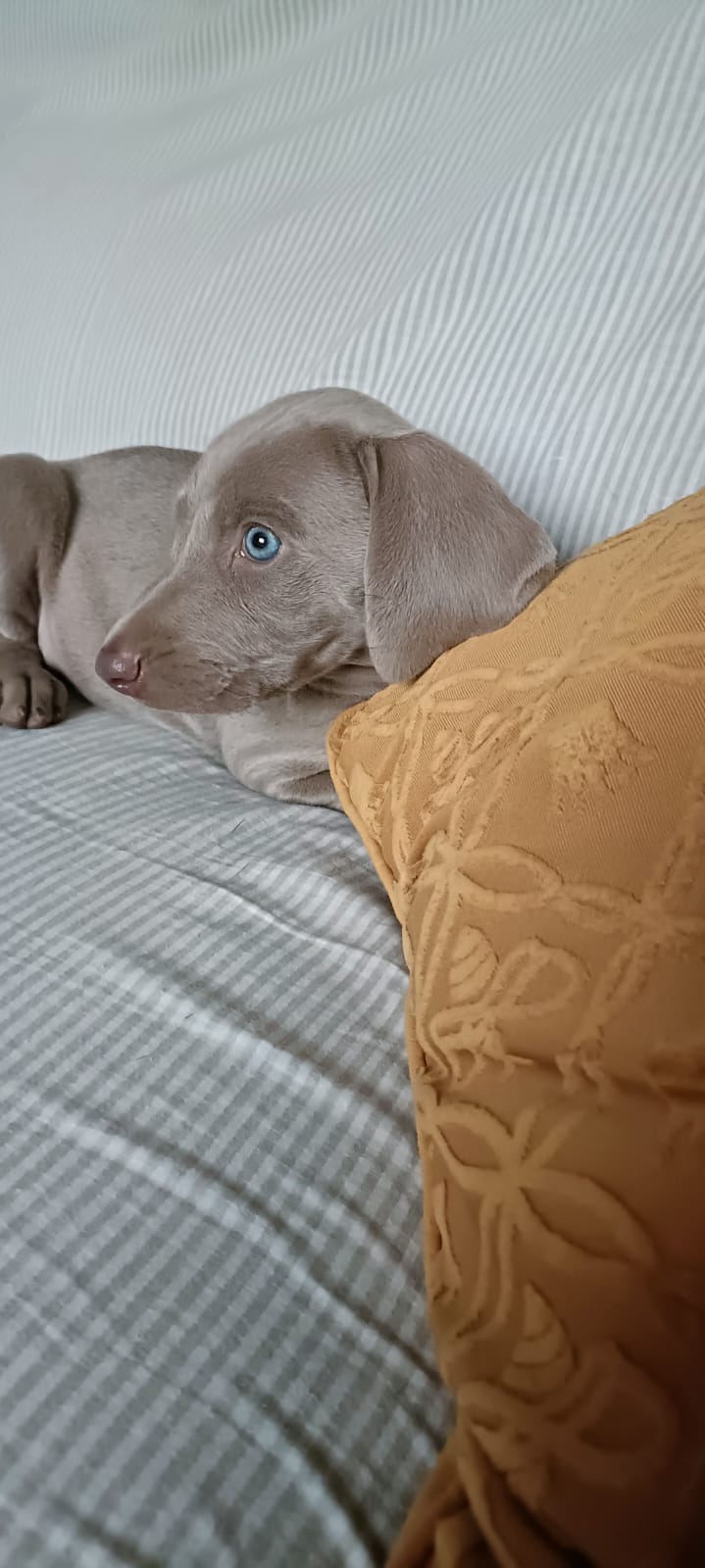 Preciosa Hembra Braco de Weimar Pura Raza 3
